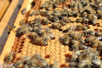 Splitting a Beehive Workshop